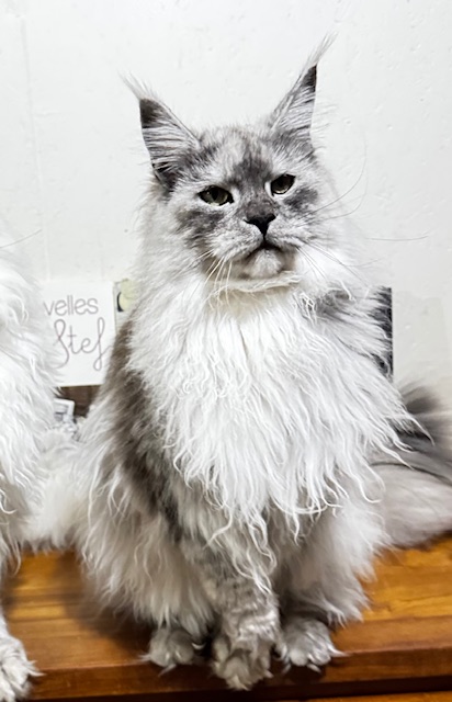 Makatea V'Jingle Bell  Chatterie MAKATEA Maine Coon