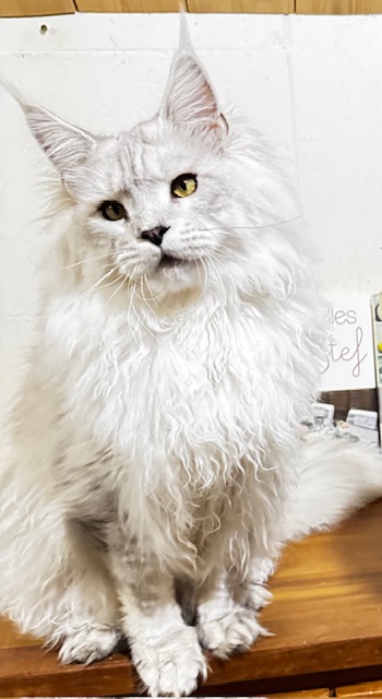 ODIN DE EAST-BLUE Chatterie MAKATEA Maine Coon