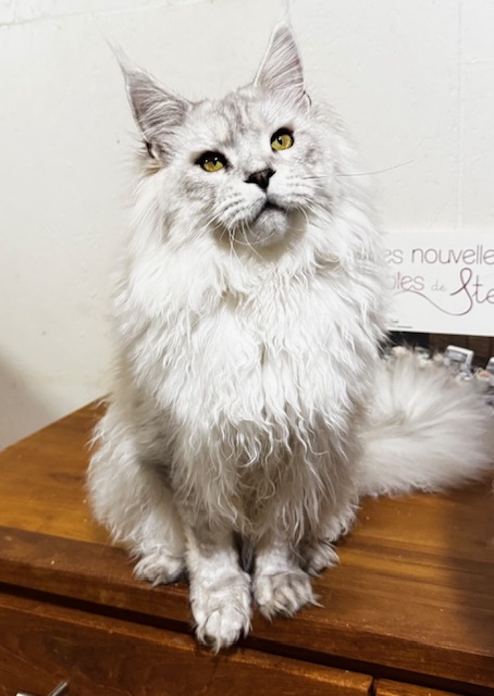 ODIN DE EAST-BLUE Chatterie MAKATEA Maine Coon