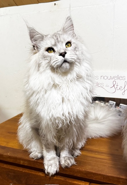 ODIN DE EAST-BLUE Chatterie MAKATEA Maine Coon