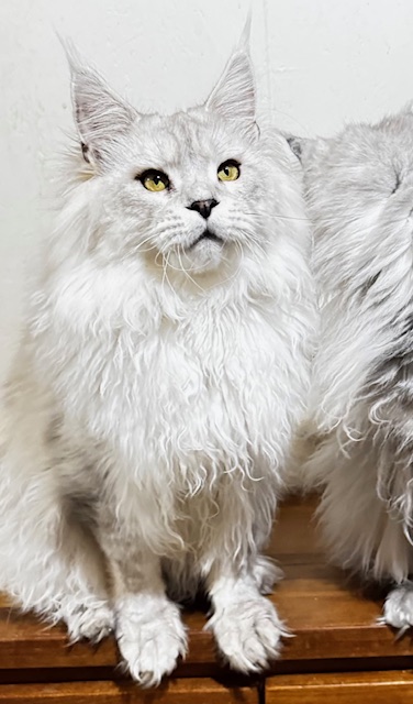 ODIN DE EAST-BLUE Chatterie MAKATEA Maine Coon