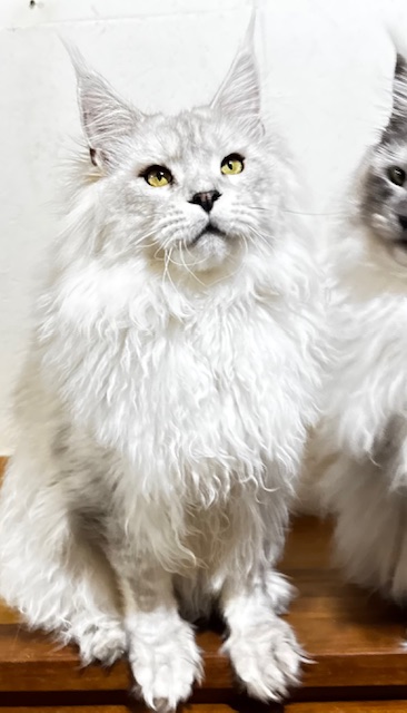 ODIN DE EAST-BLUE Chatterie MAKATEA Maine Coon