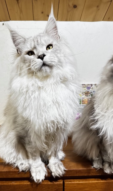 ODIN DE EAST-BLUE Chatterie MAKATEA Maine Coon