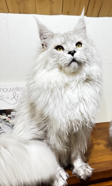 ODIN DE EAST-BLUE Chatterie MAKATEA Maine Coon