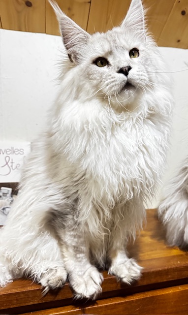 ODIN DE EAST-BLUE Chatterie MAKATEA Maine Coon