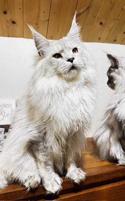 ODIN DE EAST-BLUE Chatterie MAKATEA Maine Coon