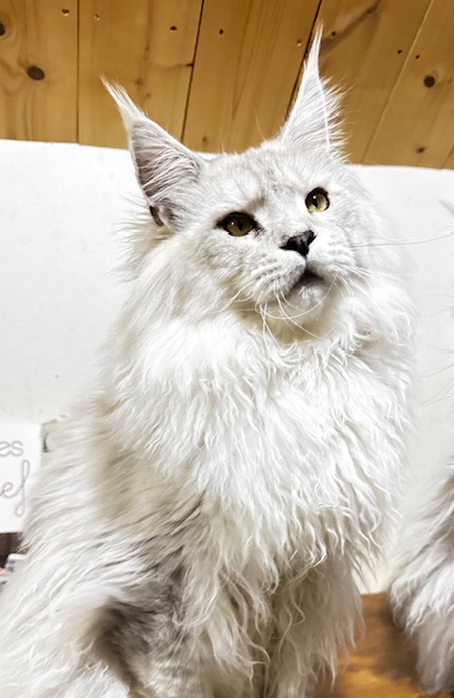 ODIN DE EAST-BLUE Chatterie MAKATEA Maine Coon