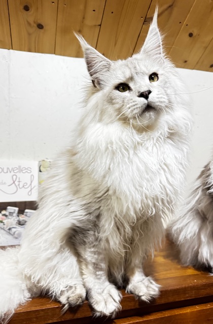 ODIN DE EAST-BLUE Chatterie MAKATEA Maine Coon