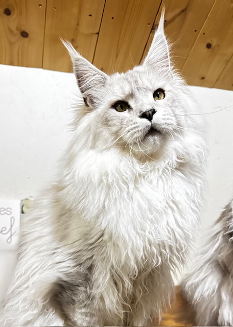 ODIN DE EAST-BLUE Chatterie MAKATEA Maine Coon
