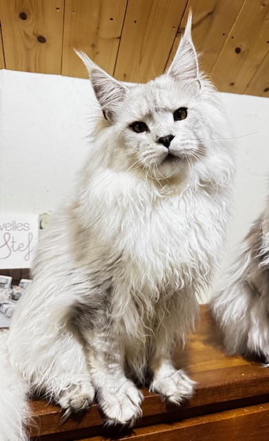 ODIN DE EAST-BLUE Chatterie MAKATEA Maine Coon