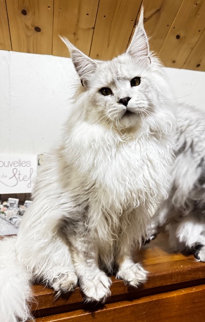 ODIN DE EAST-BLUE Chatterie MAKATEA Maine Coon