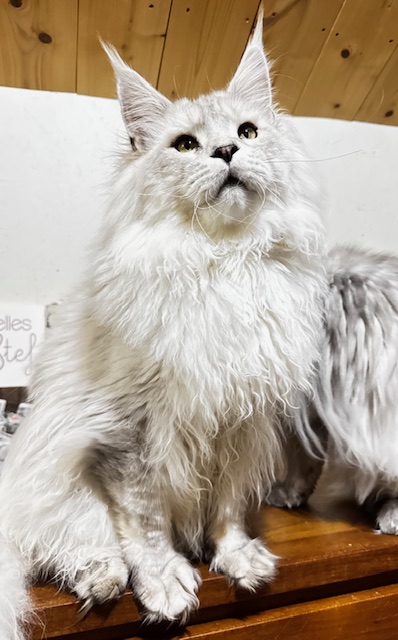 ODIN DE EAST-BLUE Chatterie MAKATEA Maine Coon