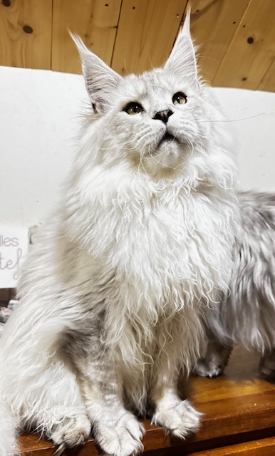 ODIN DE EAST-BLUE Chatterie MAKATEA Maine Coon