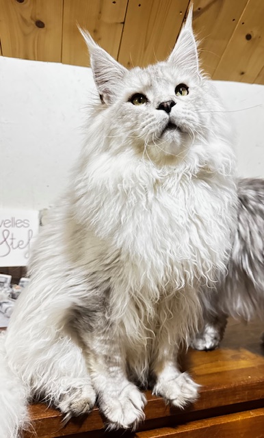 ODIN DE EAST-BLUE Chatterie MAKATEA Maine Coon