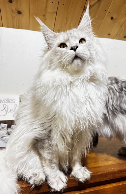 ODIN DE EAST-BLUE Chatterie MAKATEA Maine Coon