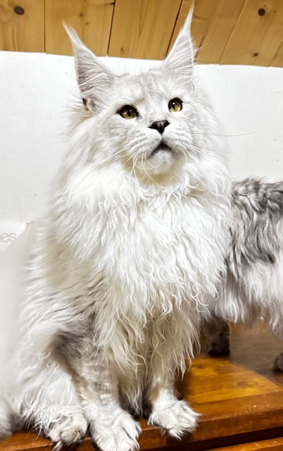 ODIN DE EAST-BLUE Chatterie MAKATEA Maine Coon