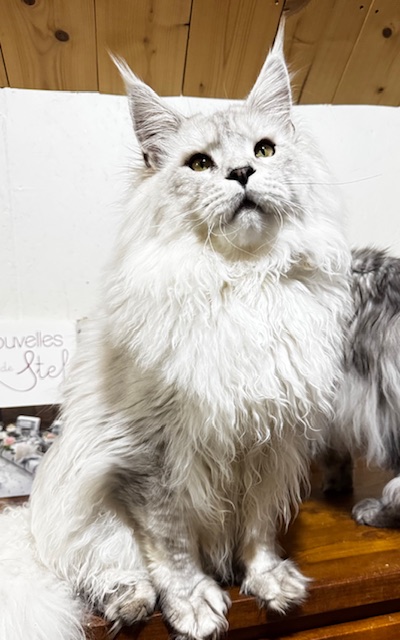ODIN DE EAST-BLUE Chatterie MAKATEA Maine Coon