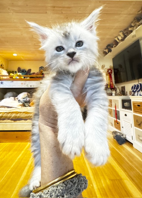 Makatea Apple Pie Chatterie MAKATEA Maine Coon