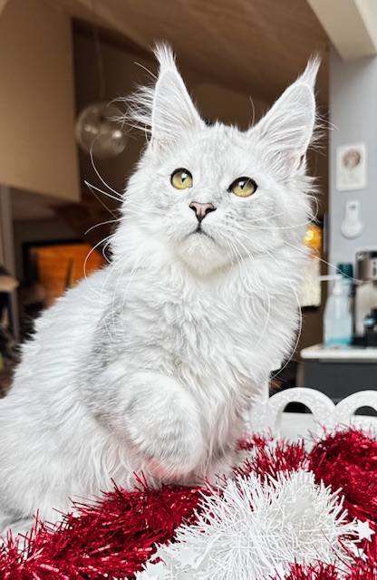 Makatea Ashley Chatterie MAKATEA Maine Coon