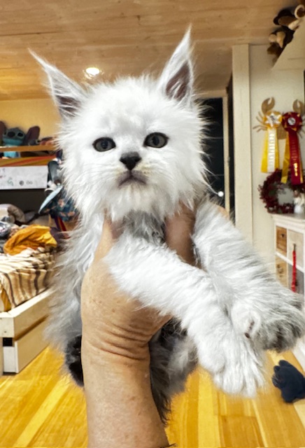 Maktea A'ChocoSnow  Chatterie MAKATEA Maine Coon