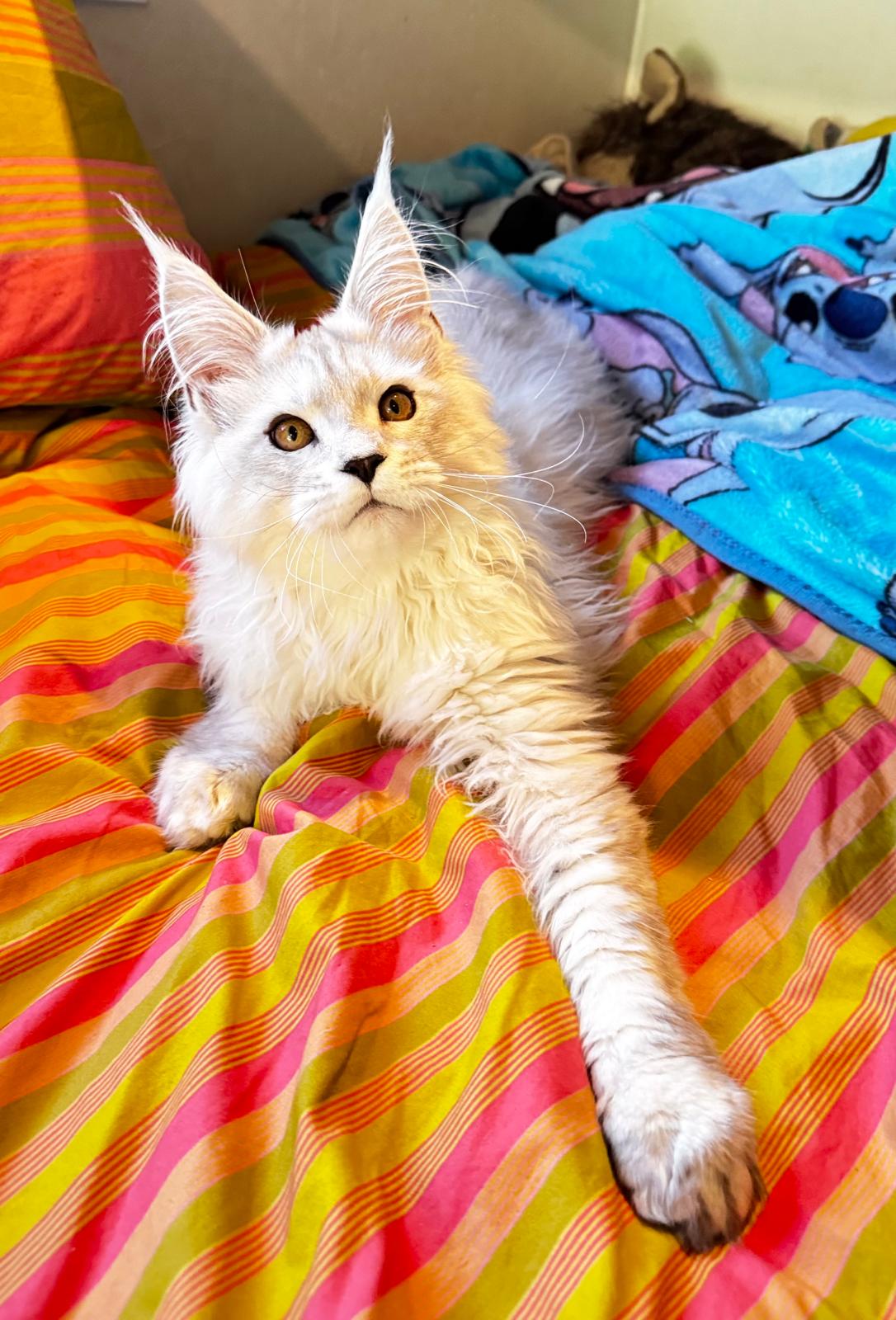 ODIN DE EAST-BLUE  Chatterie MAKATEA Maine Coon