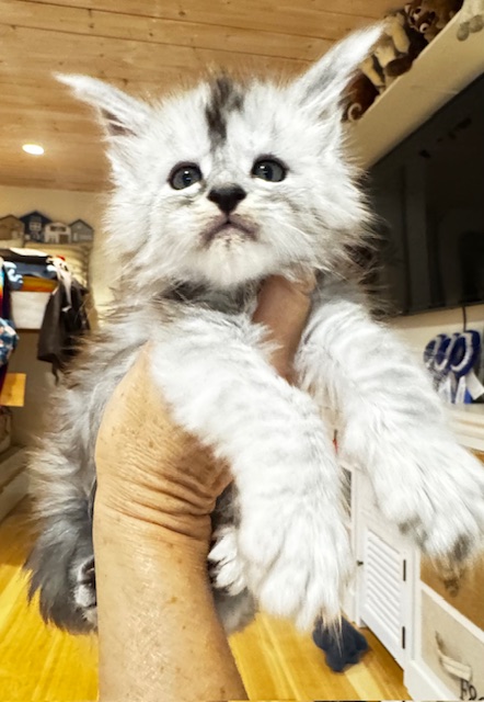 Makatea Amaretto Chatterie MAKATEA Maine Coon