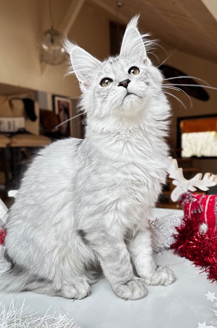 Makatea Allyson Femelle Maine coon née le 19/07/2025.  Disponible à l'adoption   Chatterie Maine coon Makatea