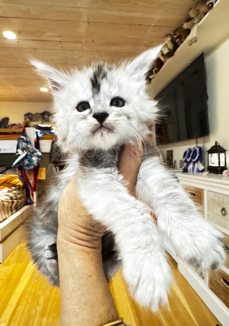 Makatea Amaretto Chatterie MAKATEA Maine Coon