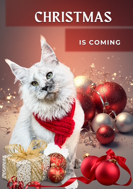 Maine Coon xxl à vendre makatea maine coon