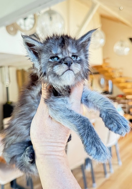 Alaska Frost Chatterie MAKATEA Maine Coon