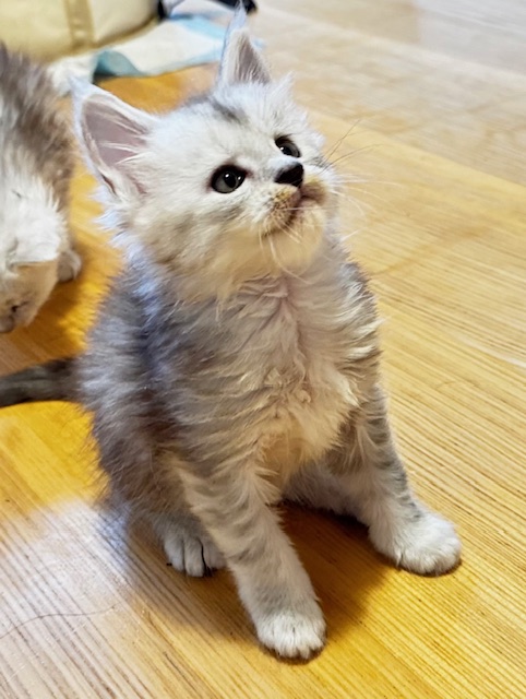 Makatea Apple Pie Chatterie MAKATEA Maine Coon