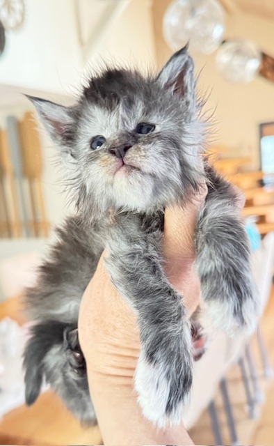 Arctic Moon  Chatterie MAKATEA Maine Coon