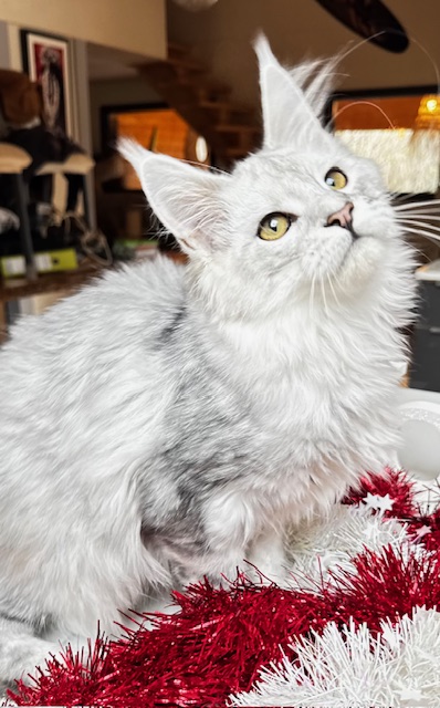 Makatea Ashley Chatterie MAKATEA Maine Coon