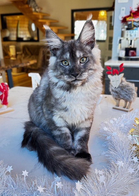 Makatea Aupaline  Chatterie MAKATEA Maine Coon