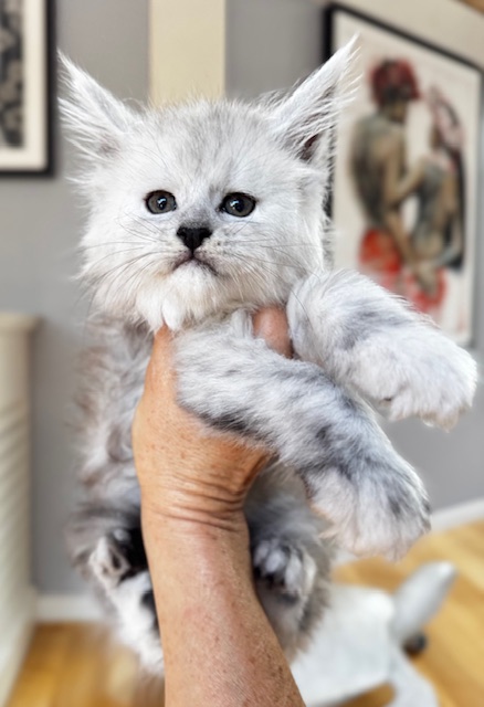 Ebony et Odin  Chatterie MAKATEA Maine Coon