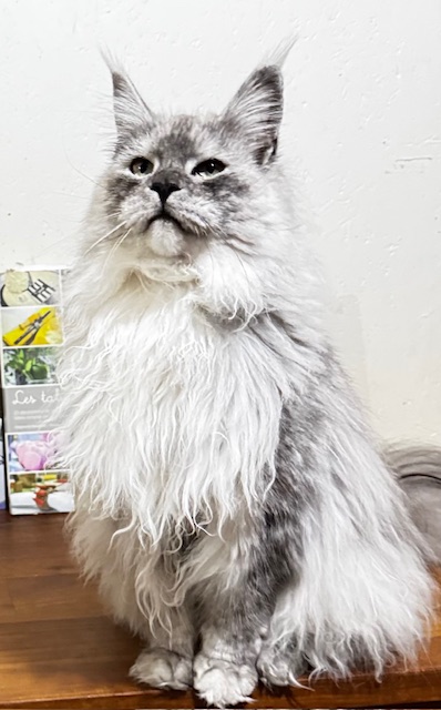 Makatea V'Jingle Bell  Chatterie MAKATEA Maine Coon