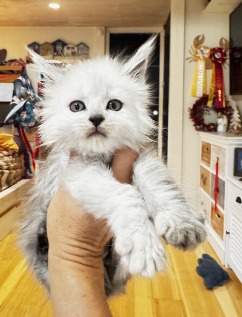 Maktea A'ChocoSnow  Chatterie MAKATEA Maine Coon