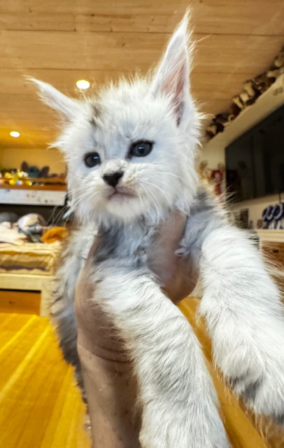 Makatea A'Starlight Chatterie MAKATEA Maine Coon