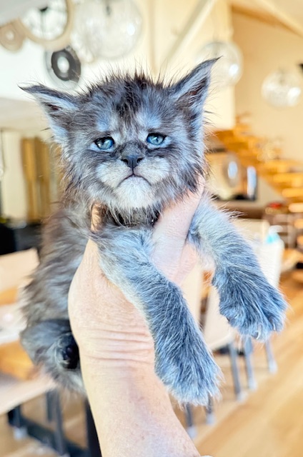 Alaska Frost Chatterie MAKATEA Maine Coon