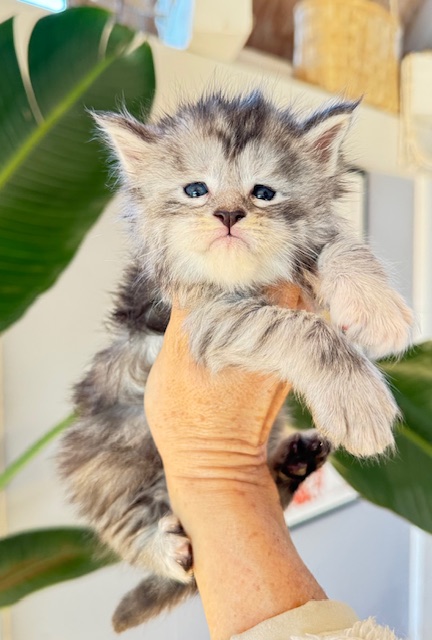 Alaska Snow  Chatterie MAKATEA Maine Coon