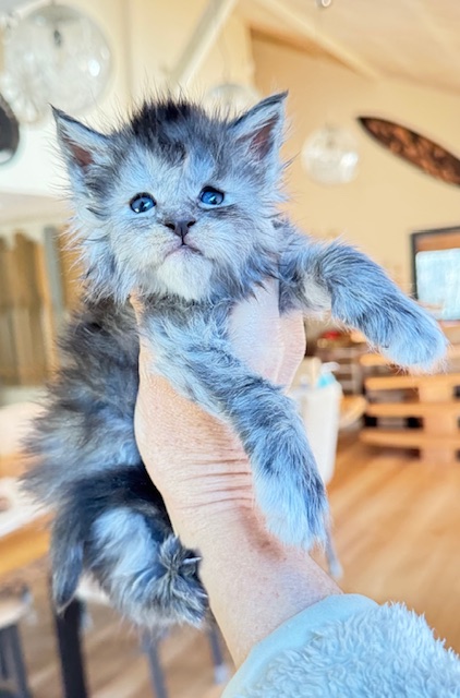 Arctic Moon  Chatterie MAKATEA Maine Coon