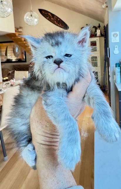 Avalanche  Chatterie MAKATEA Maine Coon