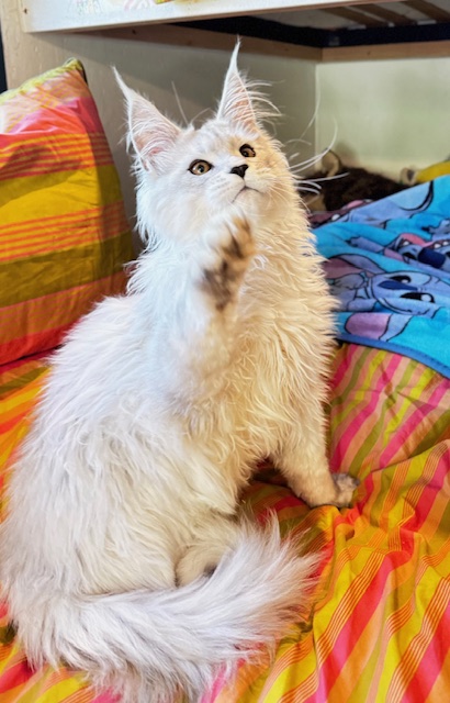 ODIN DE EAST-BLUE  Chatterie MAKATEA Maine Coon