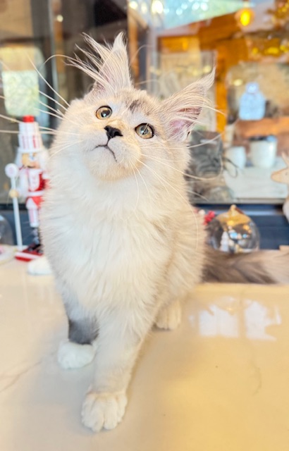 Makatea Al'Catraz Chatterie MAKATEA Maine Coon