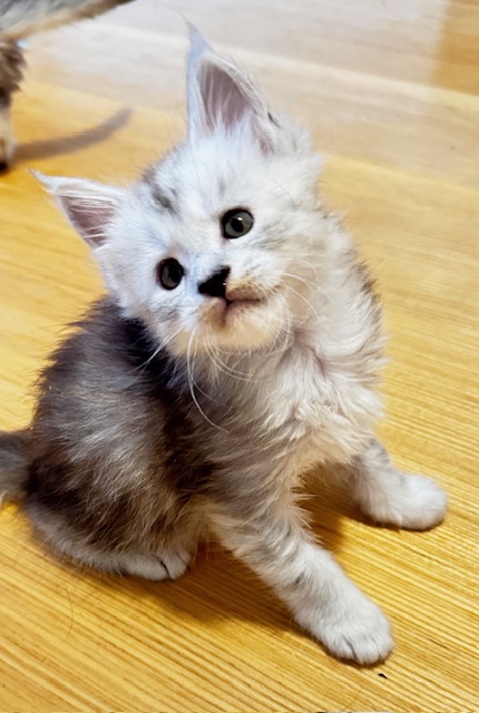 Makatea Apple Pie Chatterie MAKATEA Maine Coon