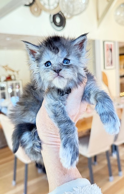 Arctic Moon  Chatterie MAKATEA Maine Coon