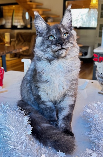 Makatea Aupaline  Chatterie MAKATEA Maine Coon