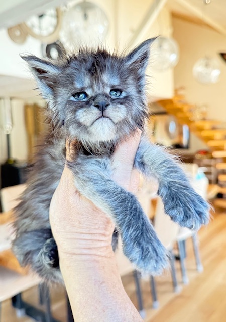 Alaska Frost Chatterie MAKATEA Maine Coon