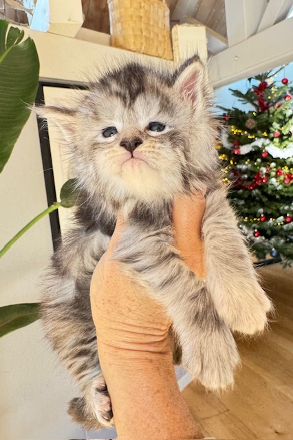 Alaska Snow  Chatterie MAKATEA Maine Coon
