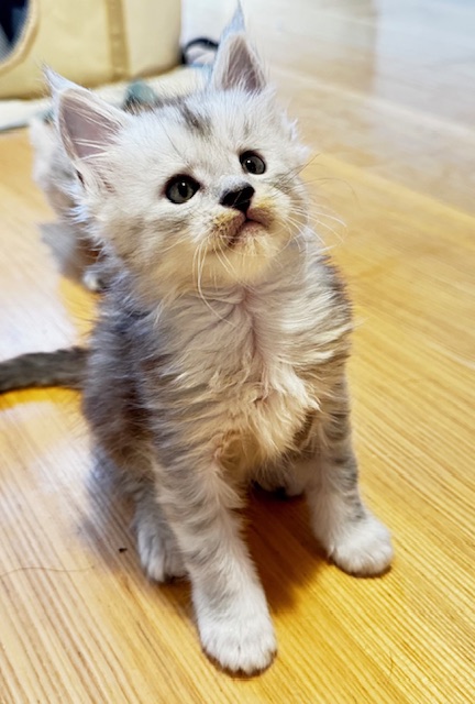 Makatea Apple Pie Chatterie MAKATEA Maine Coon